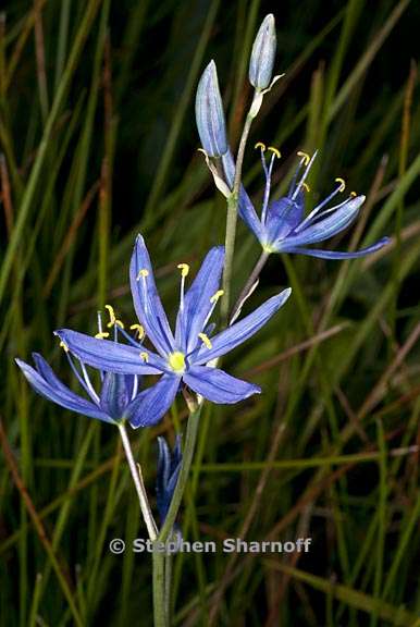 camassia leichtlinii ssp suksdorfii 5 graphic